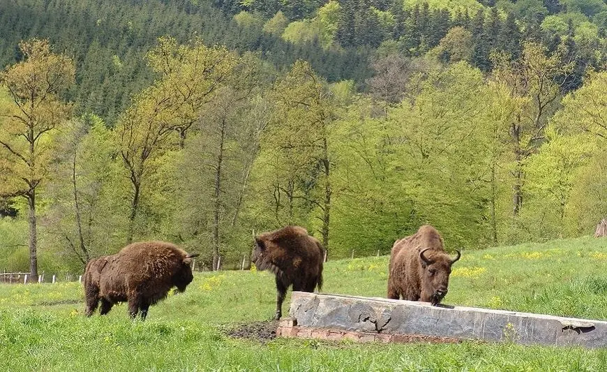 bisontes europeos en el parque natural Vânători Neamț