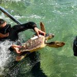 Tortuga liberada en aguas del Mediterráneo