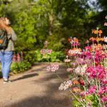 Mujer caminando en el jardín Inverewe en Escocia
