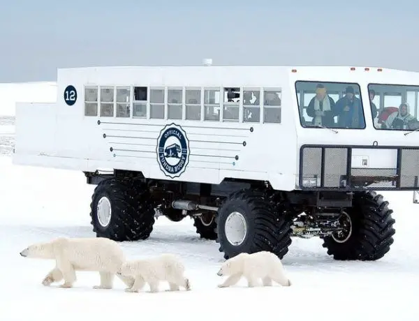 Rover eléctrico para avistamiento de osos polares