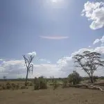 Acacias en Laikipia Kenia