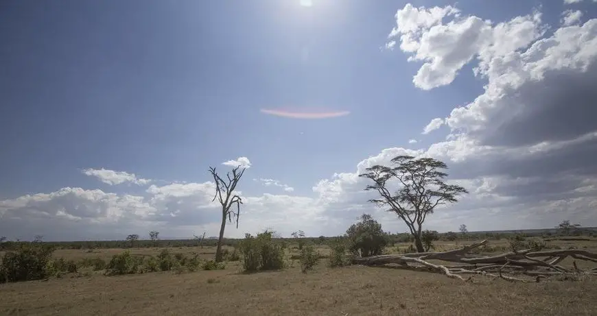 Acacias en Laikipia Kenia