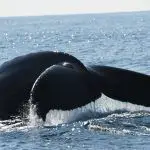Ballenas en el Océano Pacífico Guerrero, México