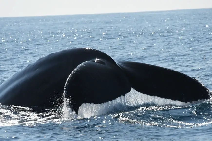 Ballenas en el Océano Pacífico Guerrero, México