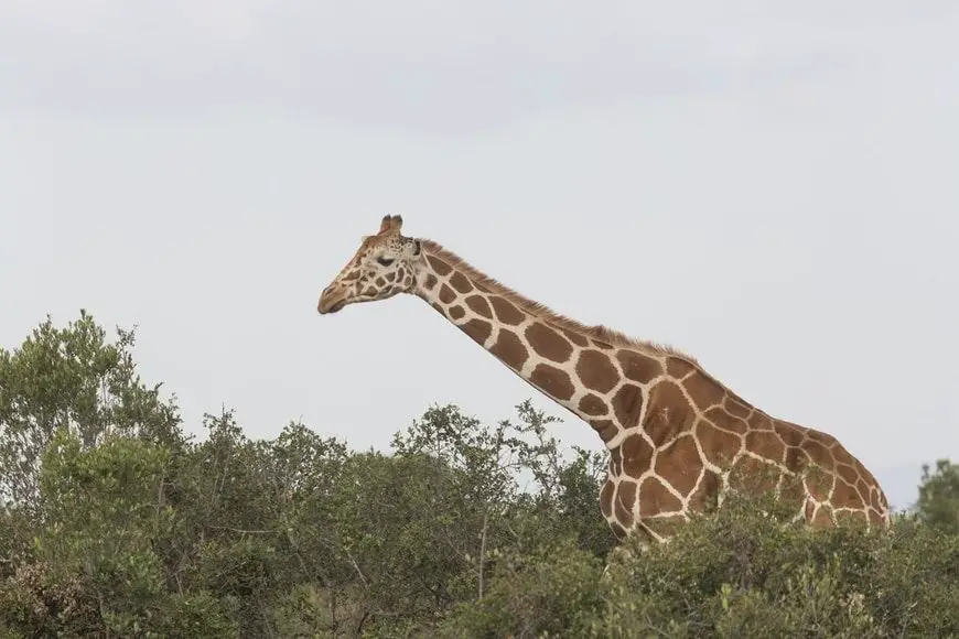 Jirafa en un parque nacional de Kenia