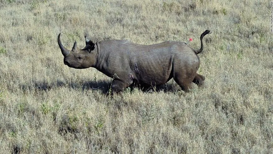 Rinoceronte negro de Namibia