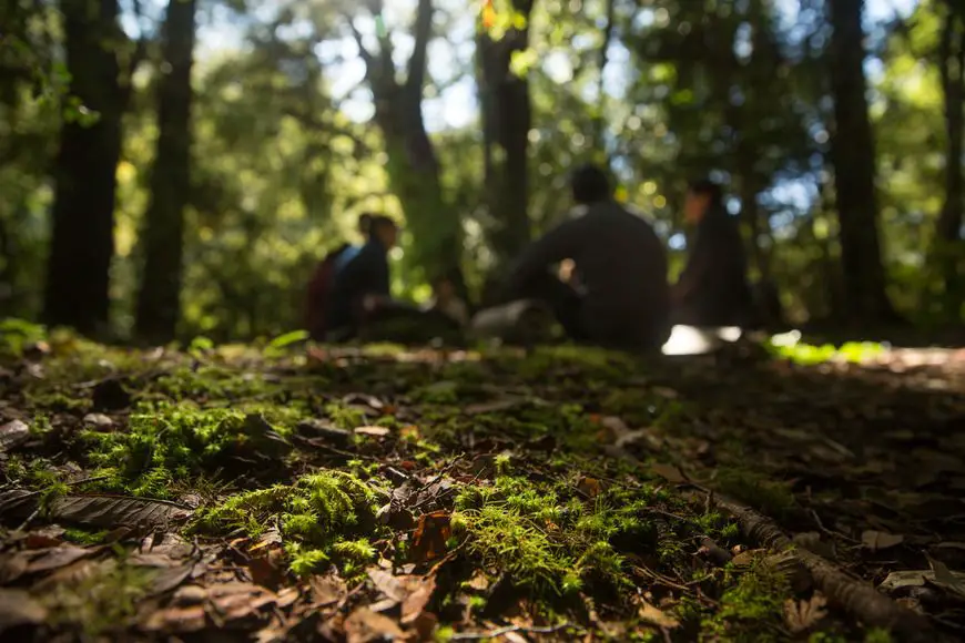 La naturaleza es la protagonista e impulsa tu bienestar en los baños de bosque