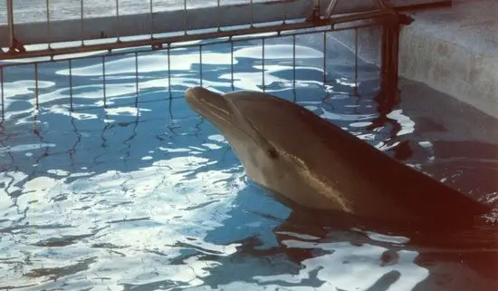 Delfín enjaulado