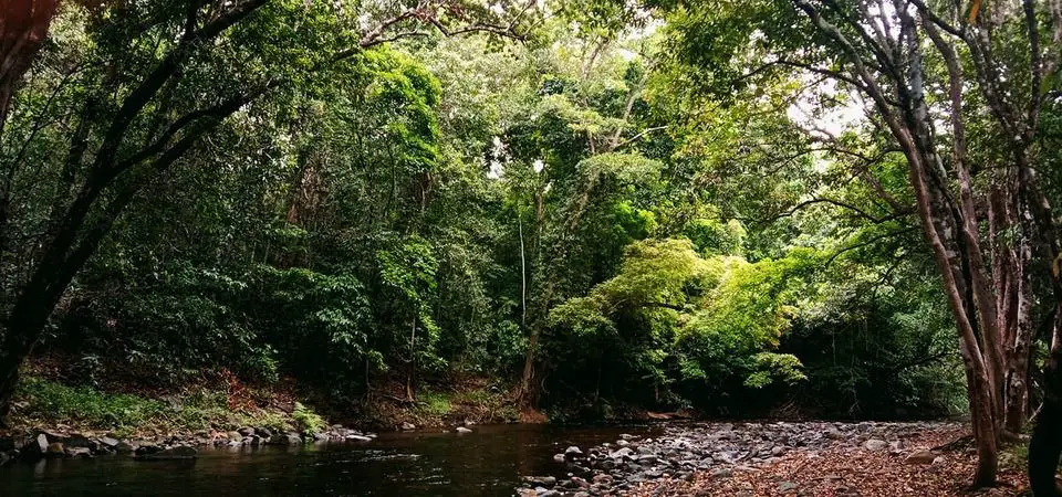 Bosque en el territorio de los aborígenes Yidindji