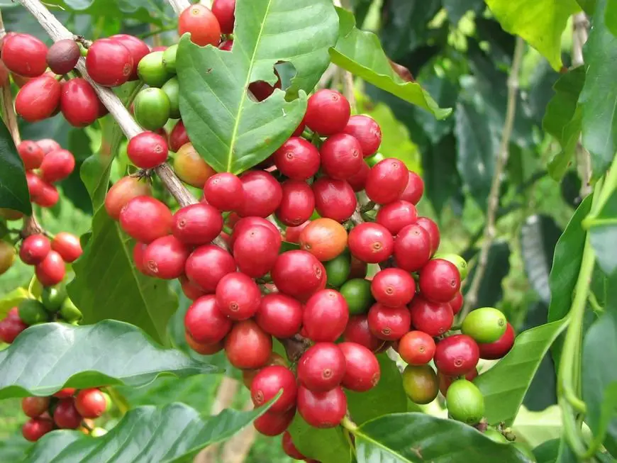 planta de café
