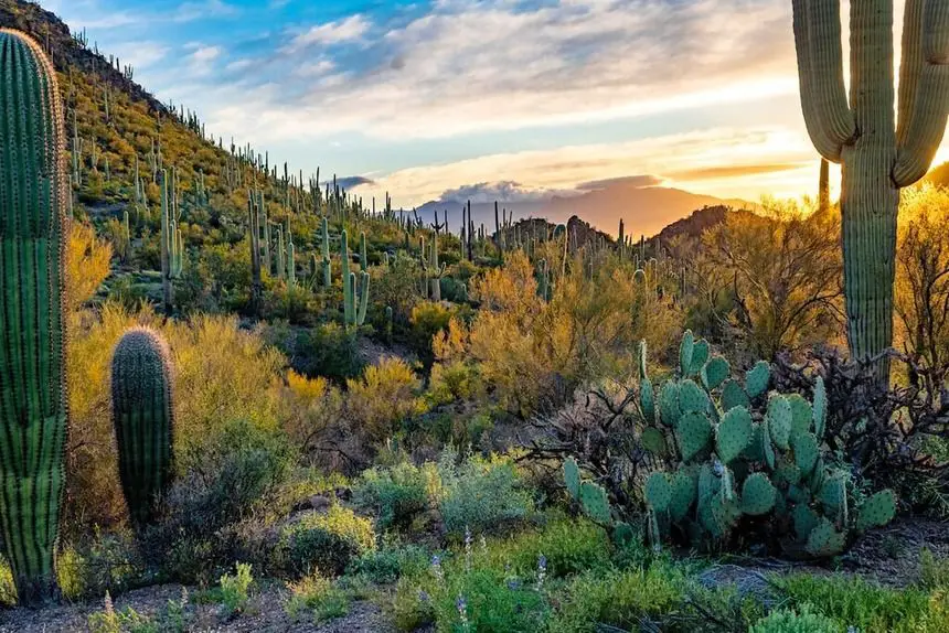 Cactus en Arizona Estados Unidos